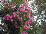 Pink splendor, Chorisia flowers <br />3416