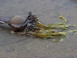 Kelp <br />3651