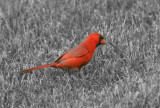 Cardinal 3.jpg