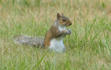 squirrel 1.jpg
