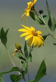Wild Missouri Sunflowers 2006
