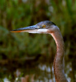 Handsome Heron