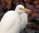 Egret