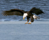 Hunting