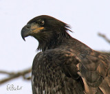 Juvenile Bald Eagle