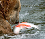 Grizzly Bear with His Fresh Catch