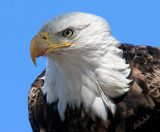 American Bald Eagle