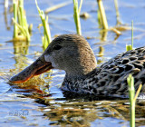 Shoveler Shoveling