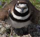 Shorebirds In Missouri