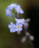 Forget-Me-Not 2007