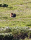 Grazing Griz