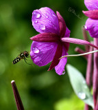 Tundra Bee