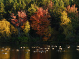 Geese on Silver Lake