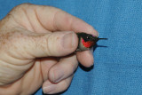 Bright ruby gorget feathers