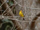 Western Tanager in Tallahassee, FL