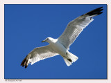 Charlottetown Seagull