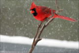 Cardinal