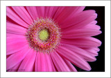 Gerbera Daisy