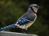 Blue Jay