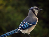 Blue Jay