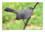 Gray Catbird