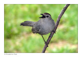 Gray Catbird