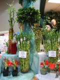 Bamboo Display