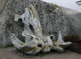 Old Whale Bone