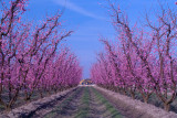 SDIM0373 pink tractor.jpg