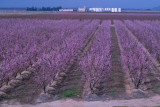 SDIM0829 field of bloom.jpg