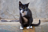 Collioure: Resident ferile cat
