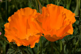 Double Poppy