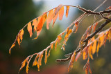 Fall Sumac