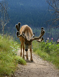 Buck Deer