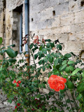 Roses, Saint-Paul de Masoule