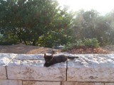 black kitten in Jerusalem