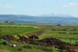 Horses and Mount Hekla