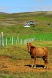 Icelandic horse