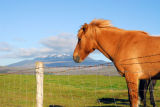 Icelandic horse with Mount Hekla