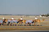 Camels after training at the camel track, Nad Al Sheeba