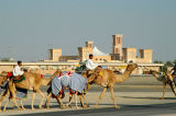 Camel Crossing, Dubai