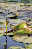 Lillies in a pond formed by a dam