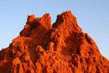 Top of the termite mound, Niger
