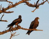 SenegalNov06 015.jpg