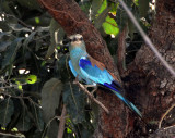 European Roller