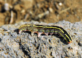 Caterpillar, Iceland