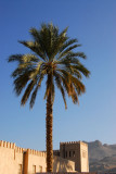 Palm tree, Nizwa