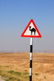 Camel crossing, Oman
