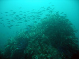 Garden of Eden dive site - reduced visibility due to recent stormy weather