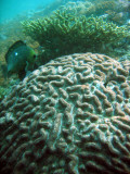 Brain coral, Western Dimaniyat Islands